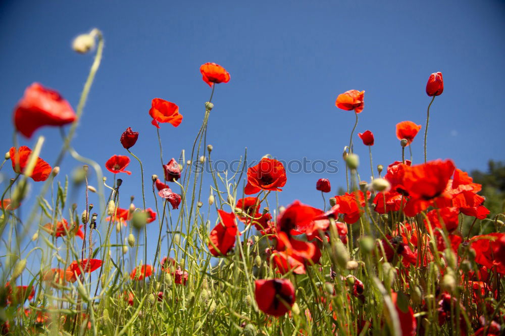 Similar – im mohnblumenfeld Mohn rot