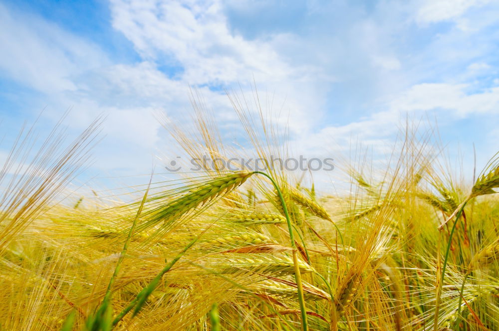 Similar – Image, Stock Photo Crop person walking in summer field