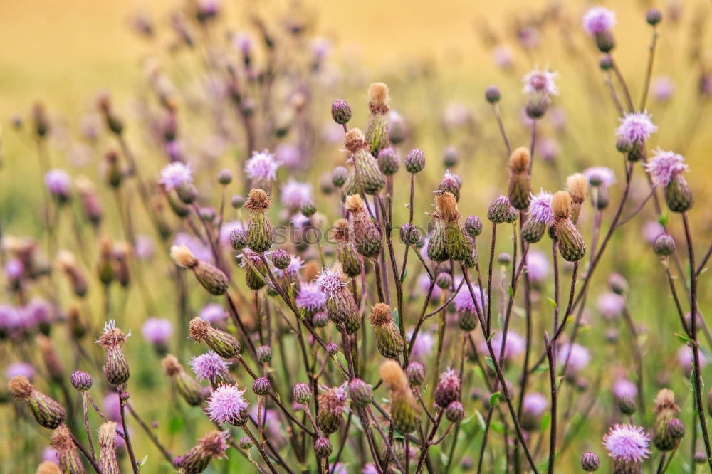 Similar – Image, Stock Photo Flowering Heath Heathland