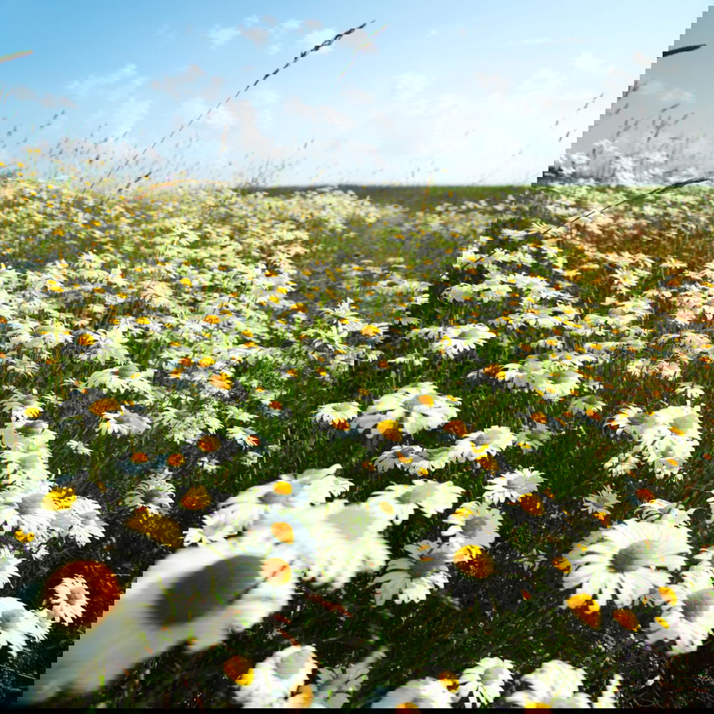 Similar – Image, Stock Photo flower meadow in summer with many different flowers and grasses