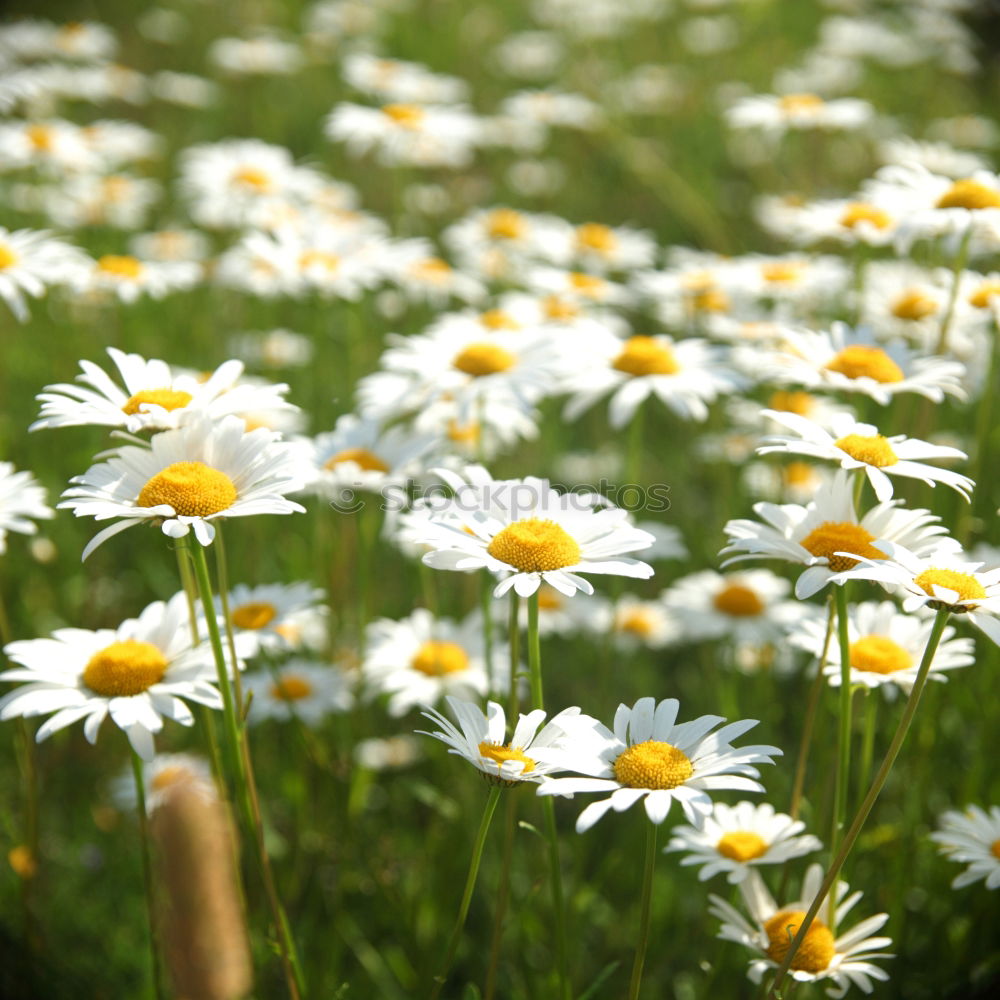 Similar – little flowers Daisy