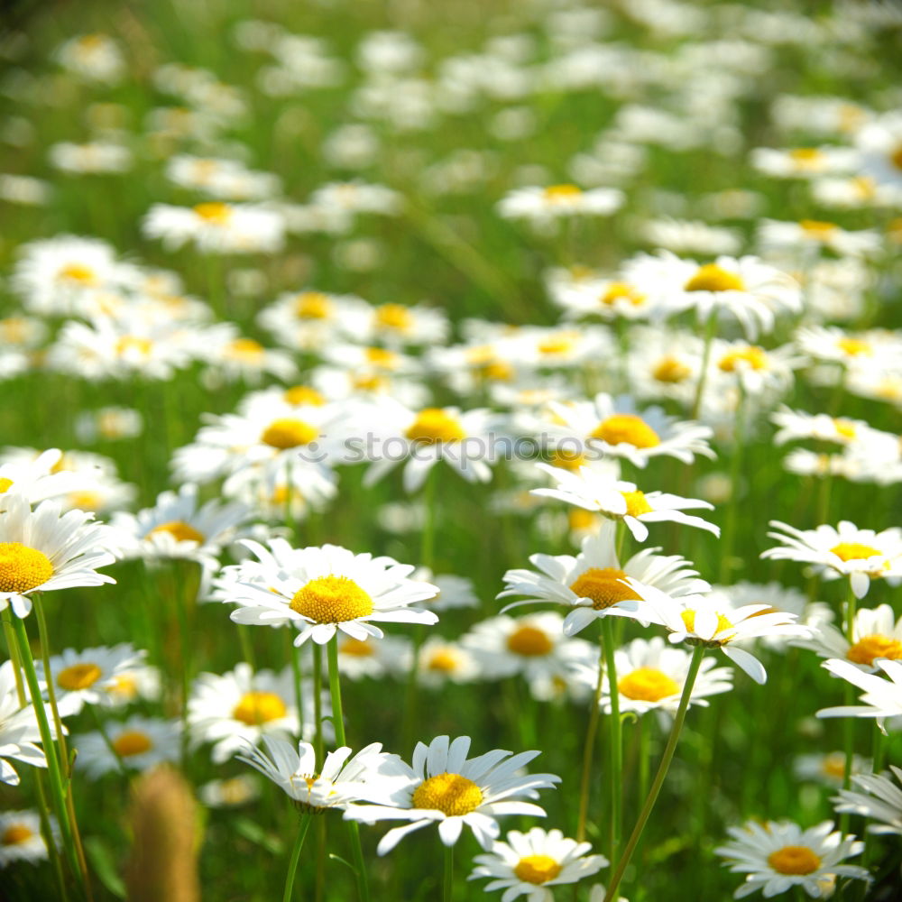 Similar – Image, Stock Photo uncontrolled growth Plant