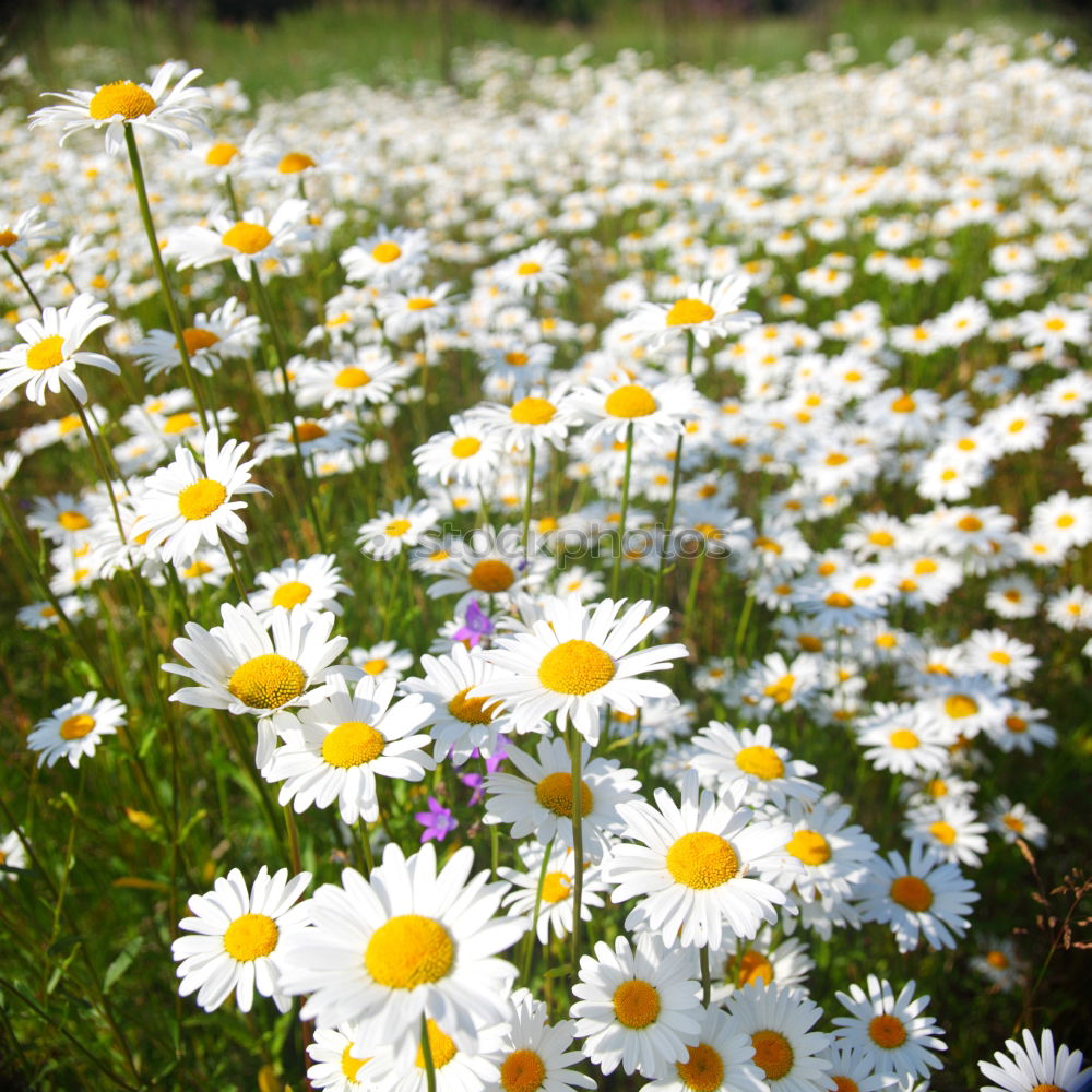 Similar – 6 Gänse Gänseblümchen