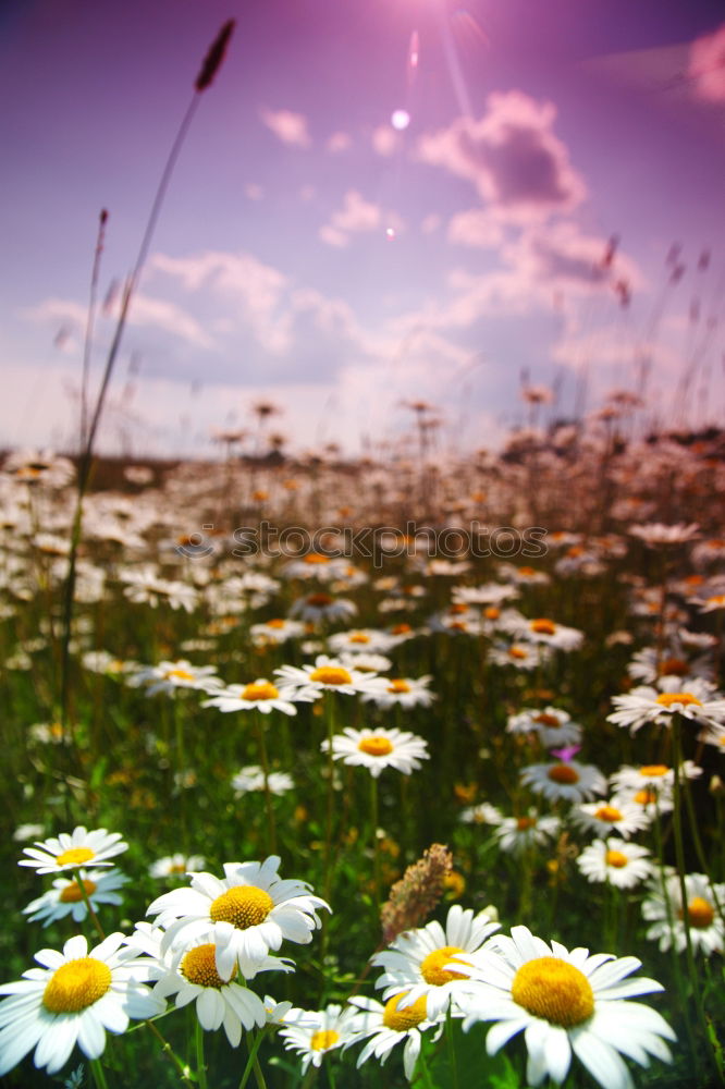 Similar – Marguerites in the field