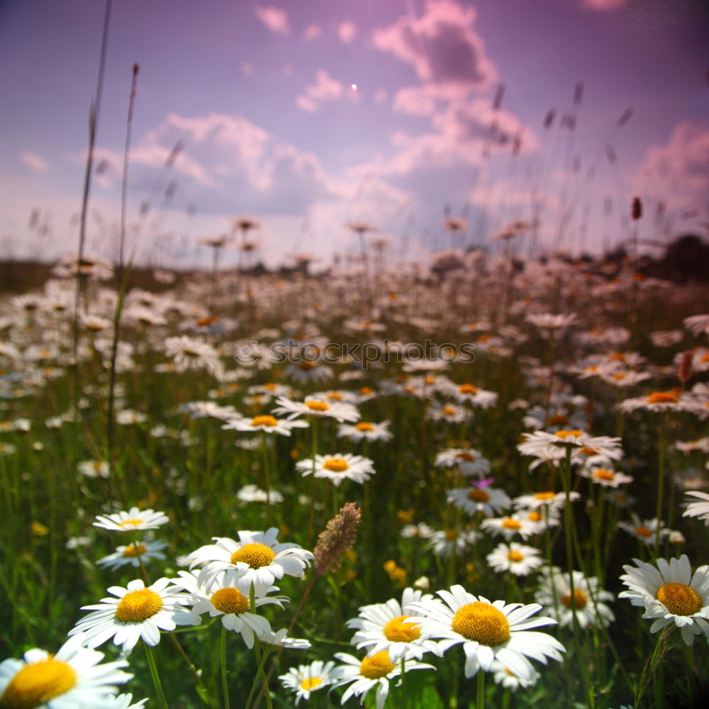 Similar – Image, Stock Photo dry meadow Meadow Flower