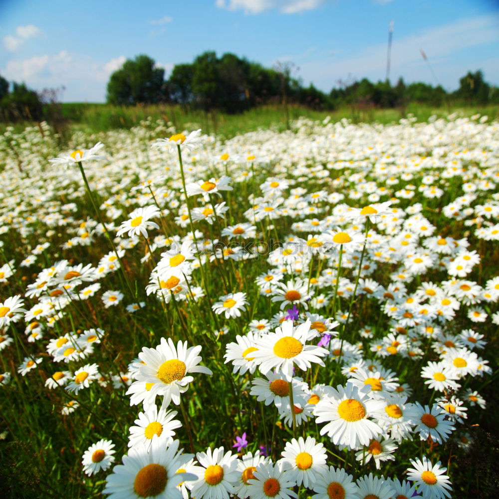 Similar – still wind Nature Plant