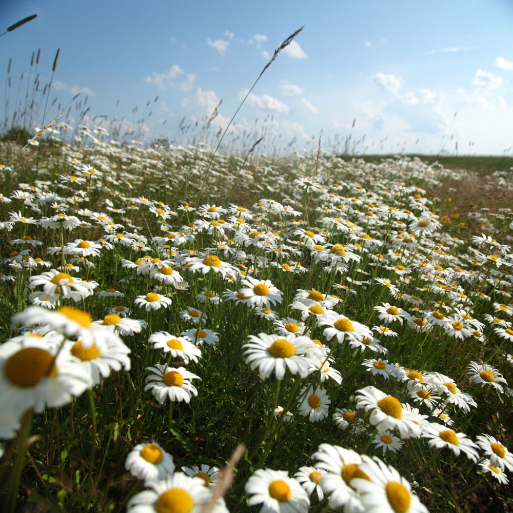 Similar – Image, Stock Photo meadow beauty Meadow