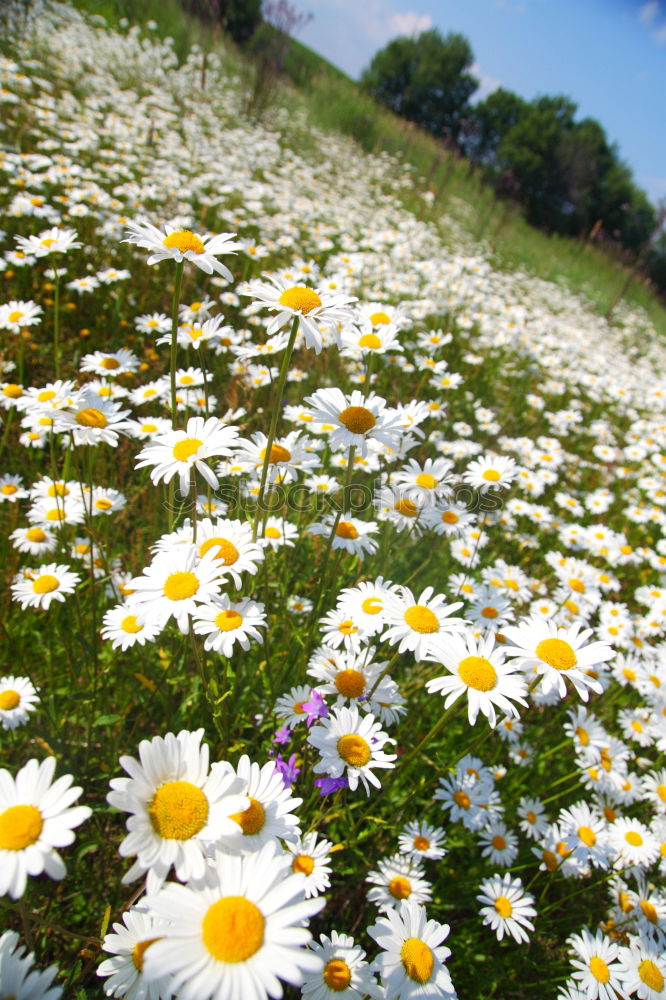 Similar – Image, Stock Photo what’s growing on the side of the road?