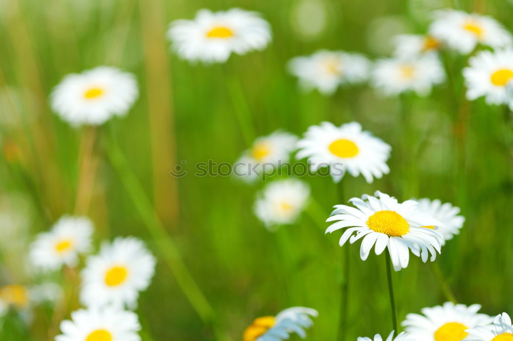 Similar – Multicolored Flowers Daisy