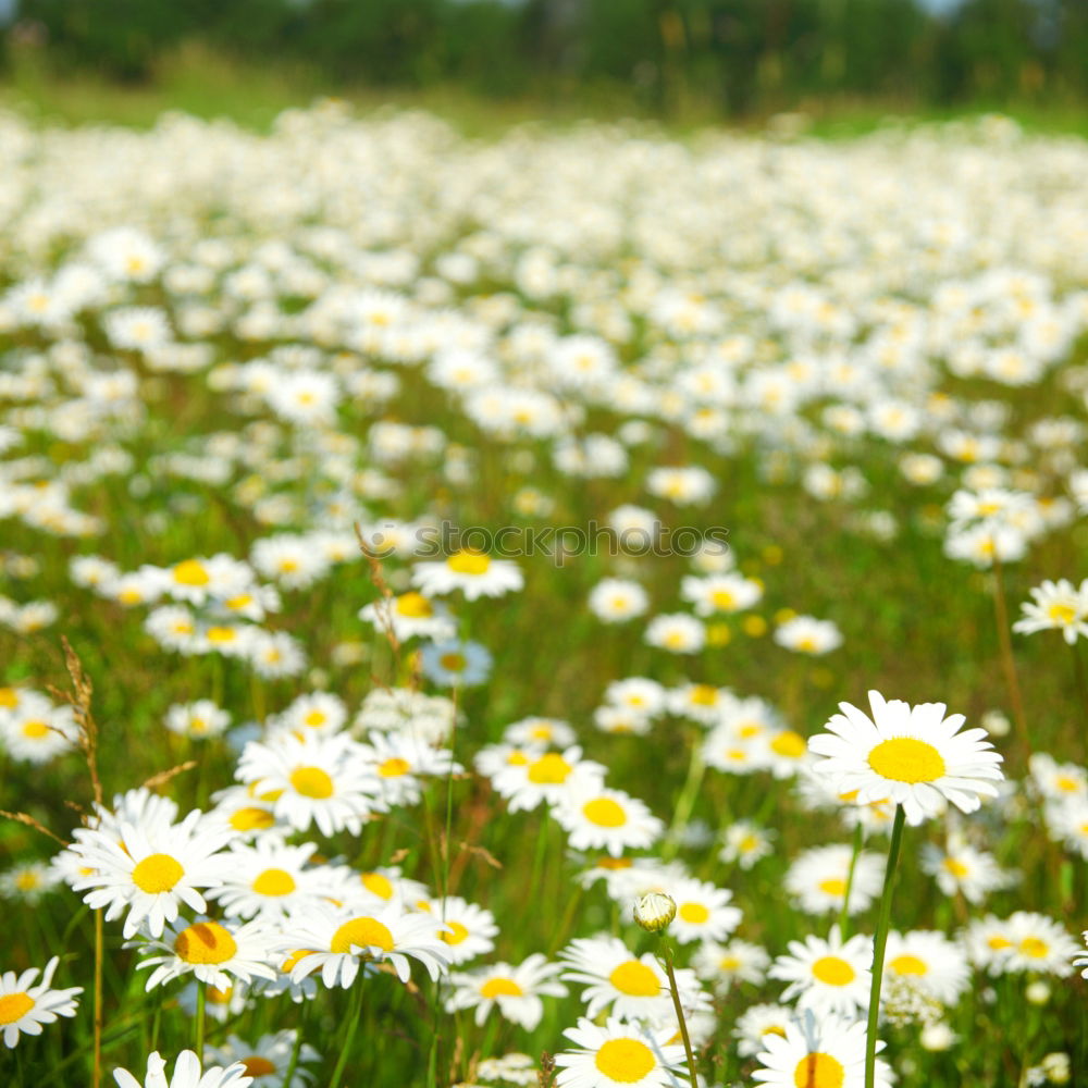 Similar – still wind Nature Plant