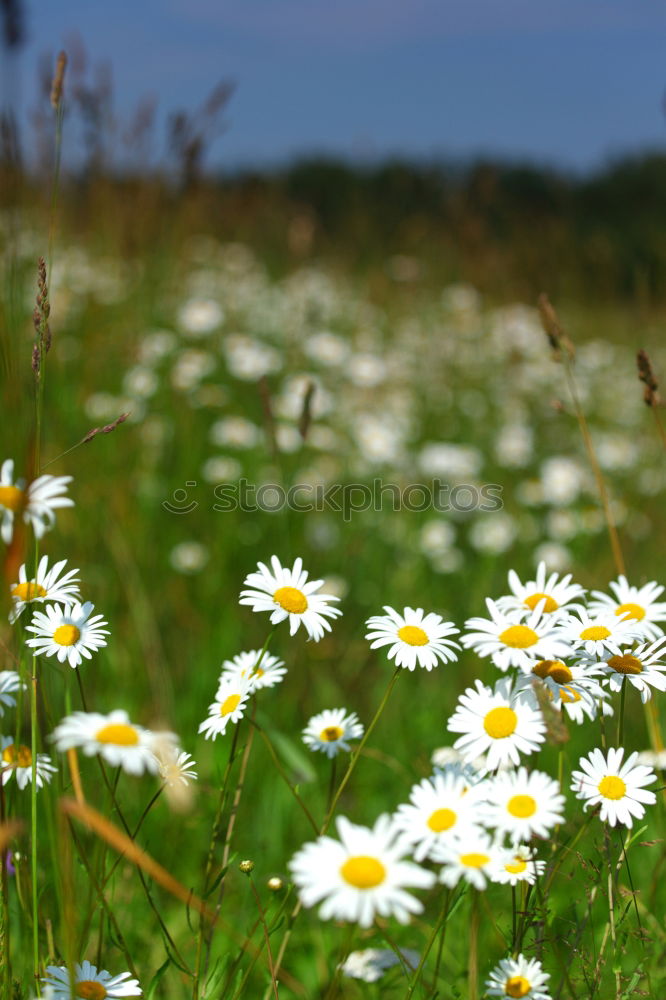 Similar – Foto Bild Angstgegner Gänseblümchen