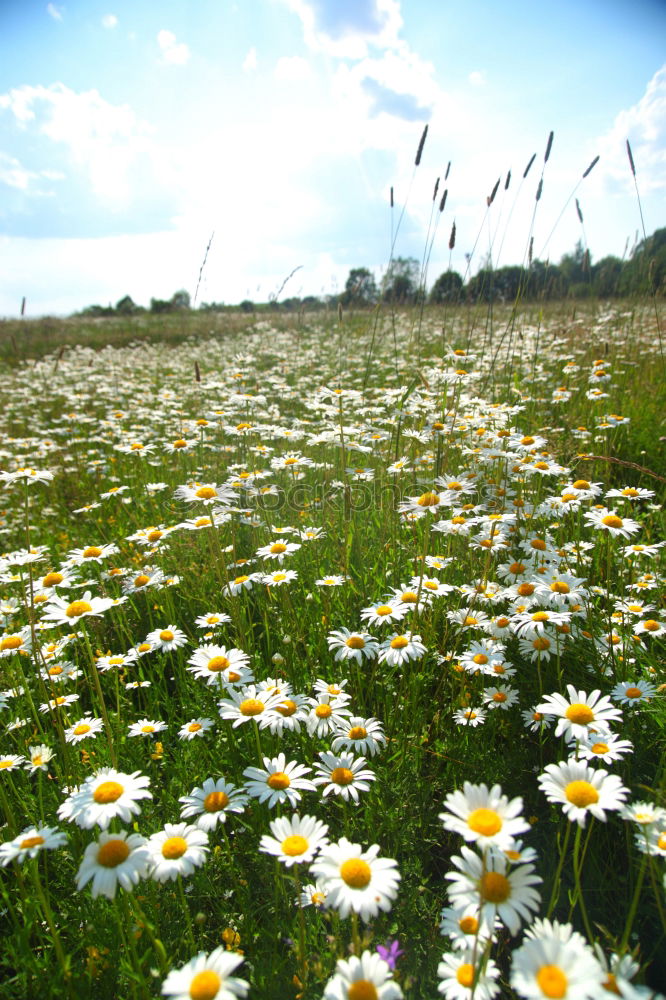 Similar – im gras liegen Wiese Gras