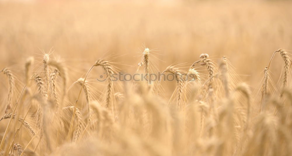 Similar – Cornfield 6 Landscape