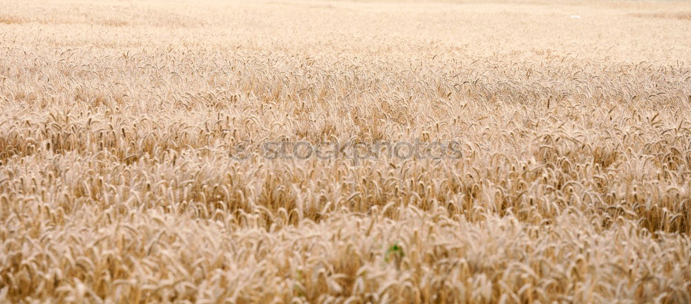 Similar – Image, Stock Photo Wide country, wide aperture