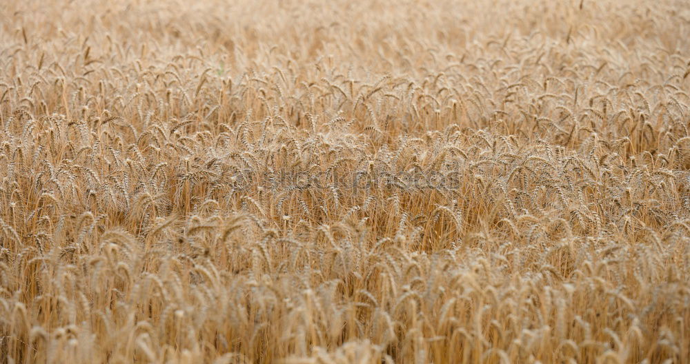 Similar – Foto Bild (Almost) Fields Of Gold