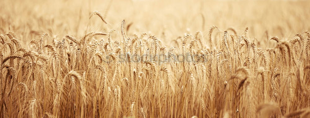 Similar – Cornfield 6 Landscape