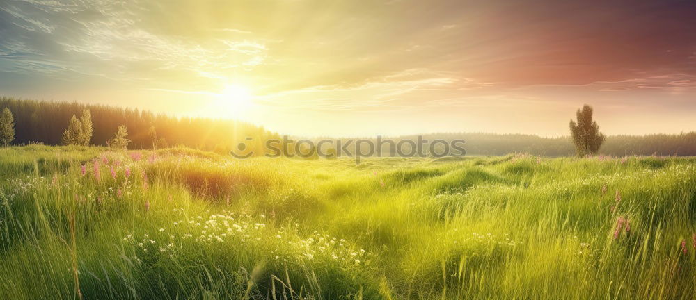 Similar – Image, Stock Photo High grass in sunlight