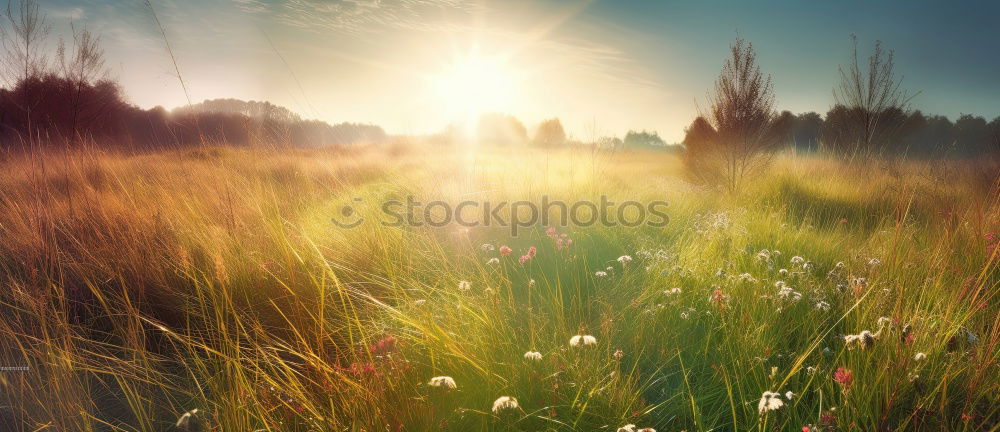 Similar – Waiting … Field Flower