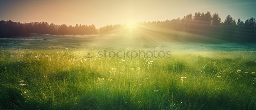 Similar – Golden Fields Environment