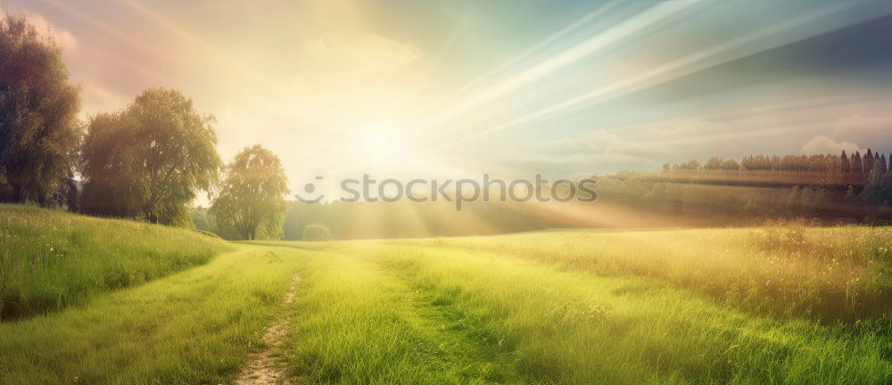 Similar – Image, Stock Photo High grass in sunlight