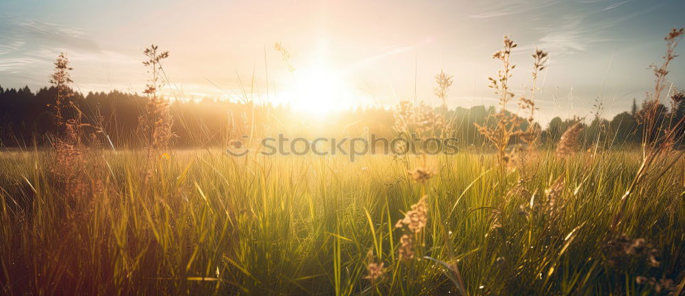 Similar – herbst Umwelt Natur