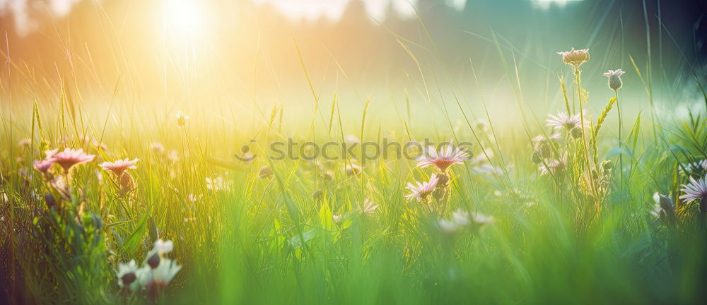 Similar – flower meadow