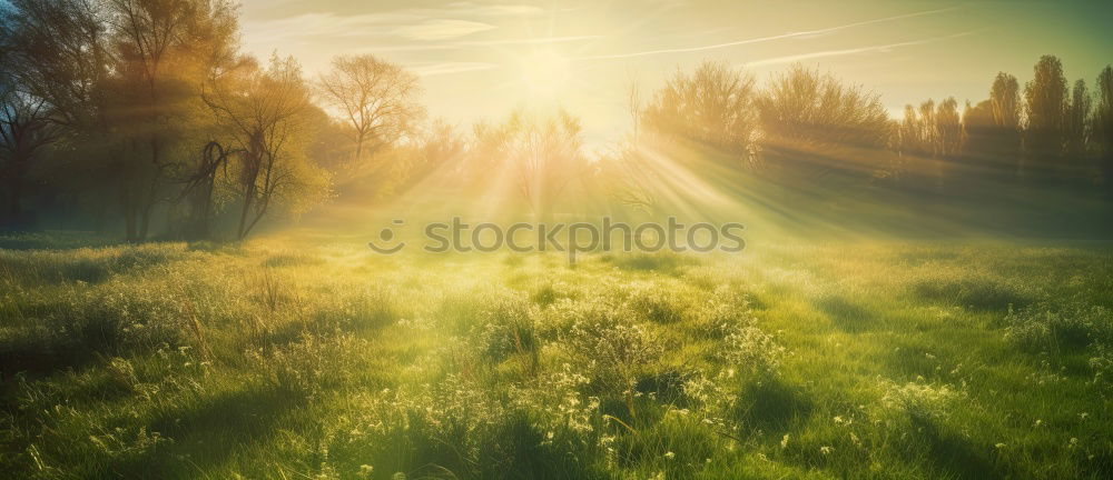 Similar – Image, Stock Photo morning glory Nature Sun