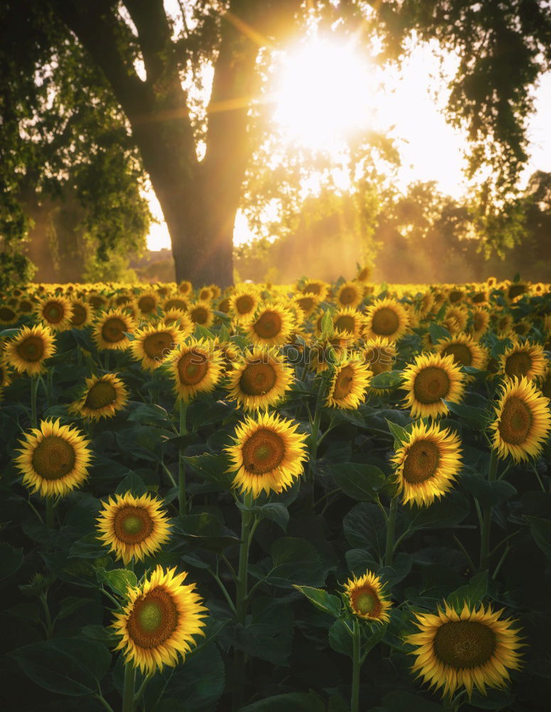 Similar – Image, Stock Photo Perfect sunflower in the garden