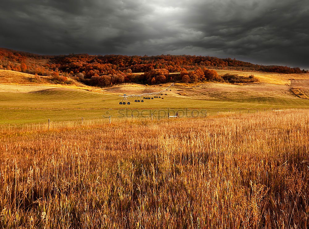 Similar – Image, Stock Photo lost Man Field Canola