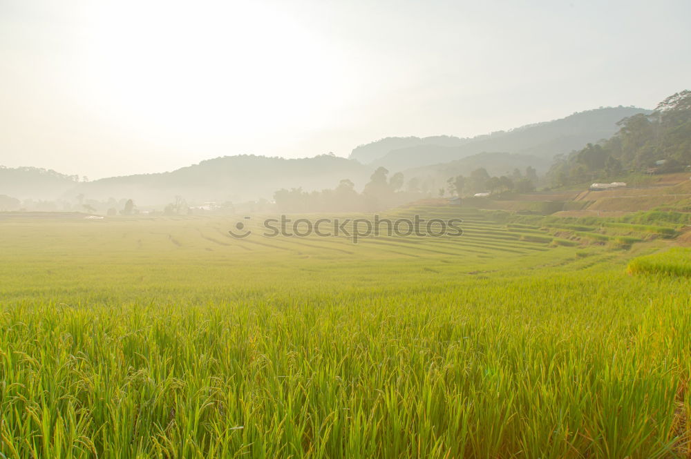 Similar – BALI Grain Rice