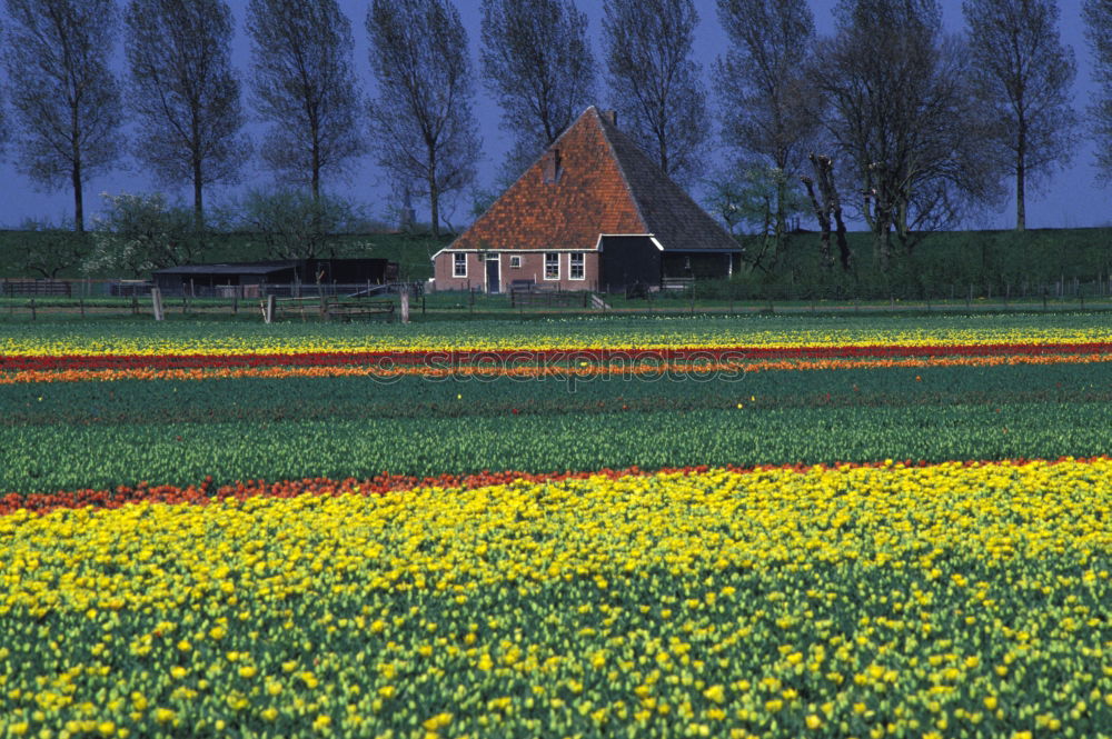 Similar – altes Fachwerkhaus mit Bäumen hinter einem blühenden Rapsfeld