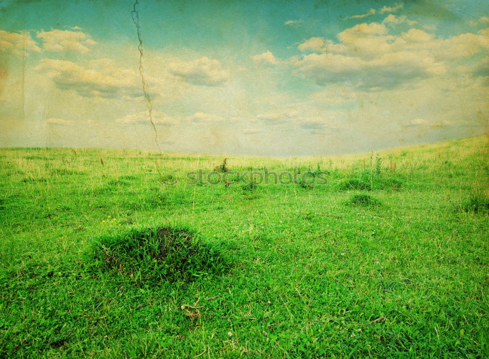 Similar – Foto Bild das feld ist grün Baum