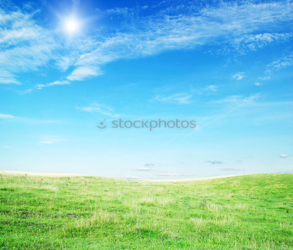 Similar – Foto Bild Blumenwiese Wiese