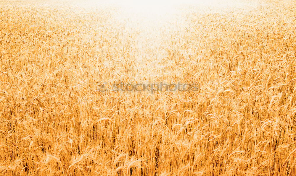 Similar – Golden ears of wheat on cereal field