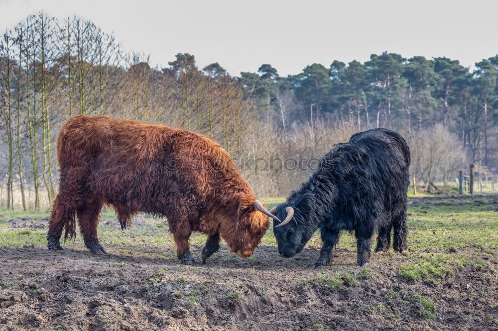 Similar – Image, Stock Photo galloway Environment