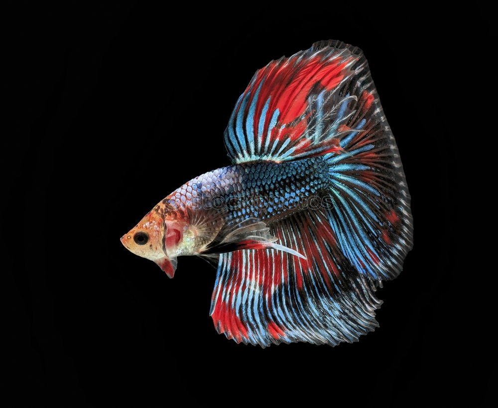 Similar – Image, Stock Photo Siamese fighting fish isolated