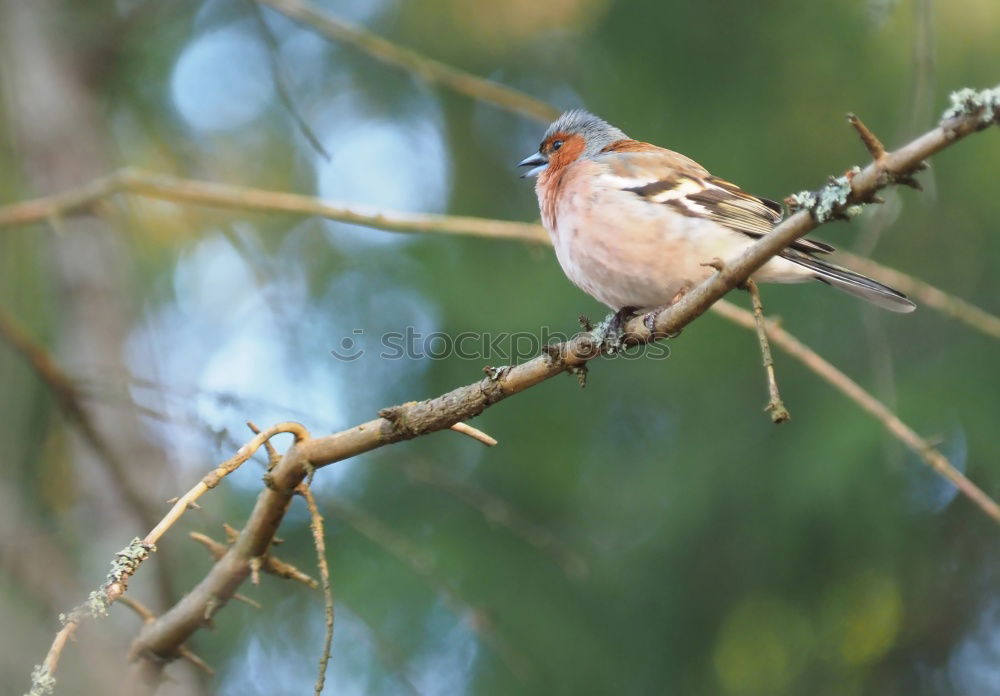 Similar – sparrow in a bush