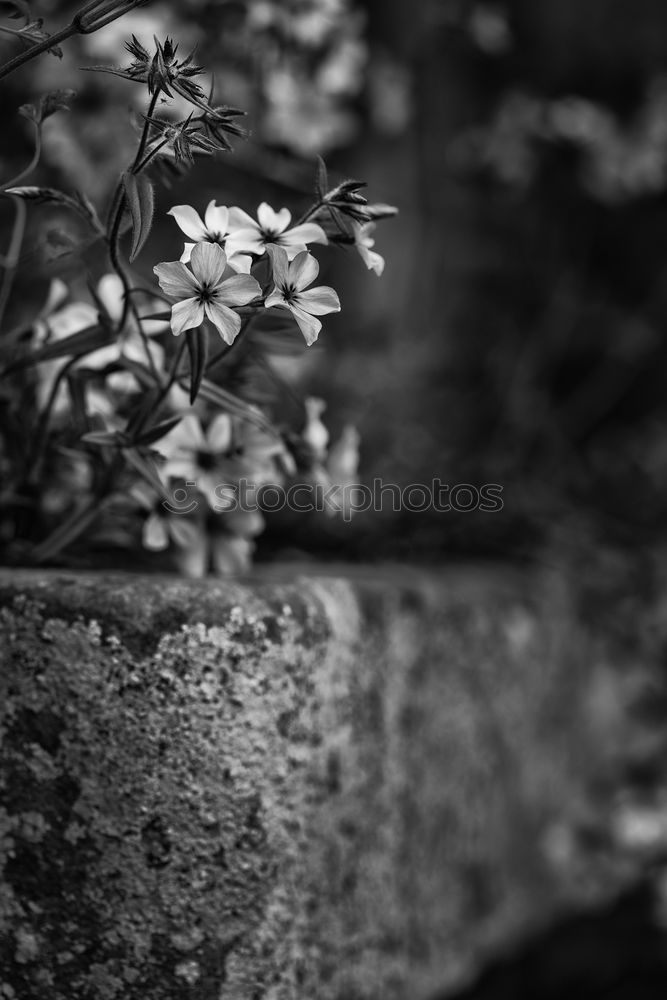 Similar – Image, Stock Photo the last poppy Nature