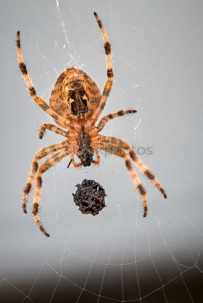 Similar – Spinne Unschärfe Balkon