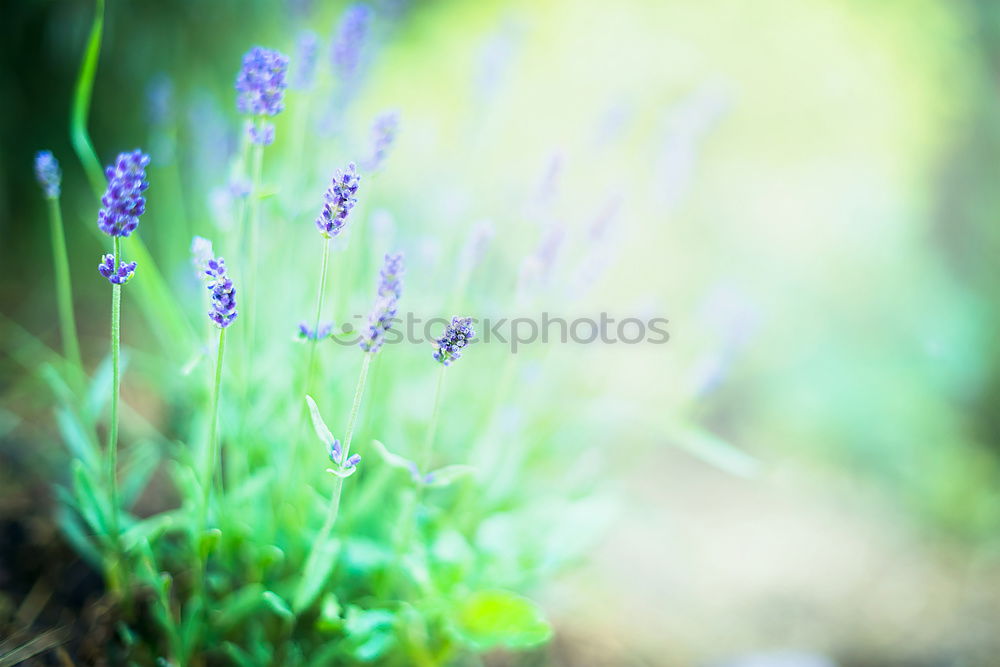 Similar – Lavender Nature Plant