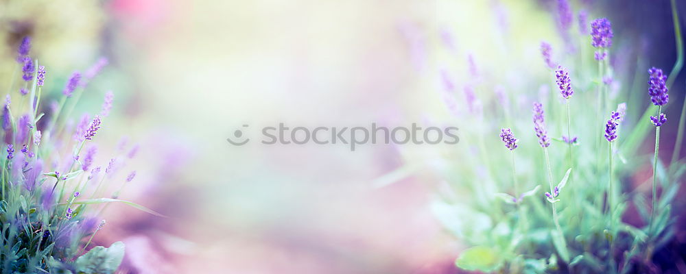 Similar – Image, Stock Photo Lavender Dream Environment