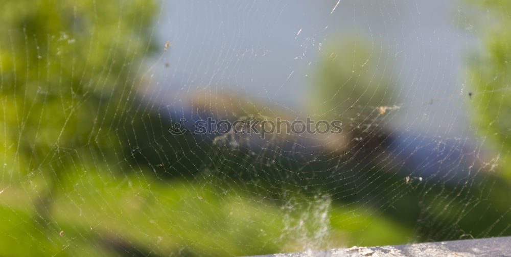 Similar – Foto Bild Spatzenwäsche Tier Vogel