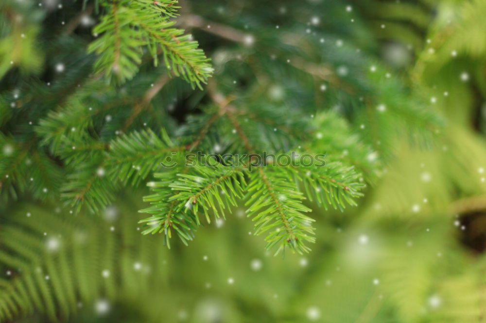 Similar – Fir branches in golden light