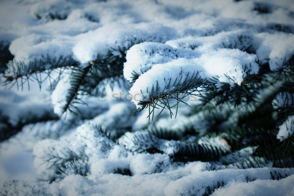 Similar – wintertime Environment