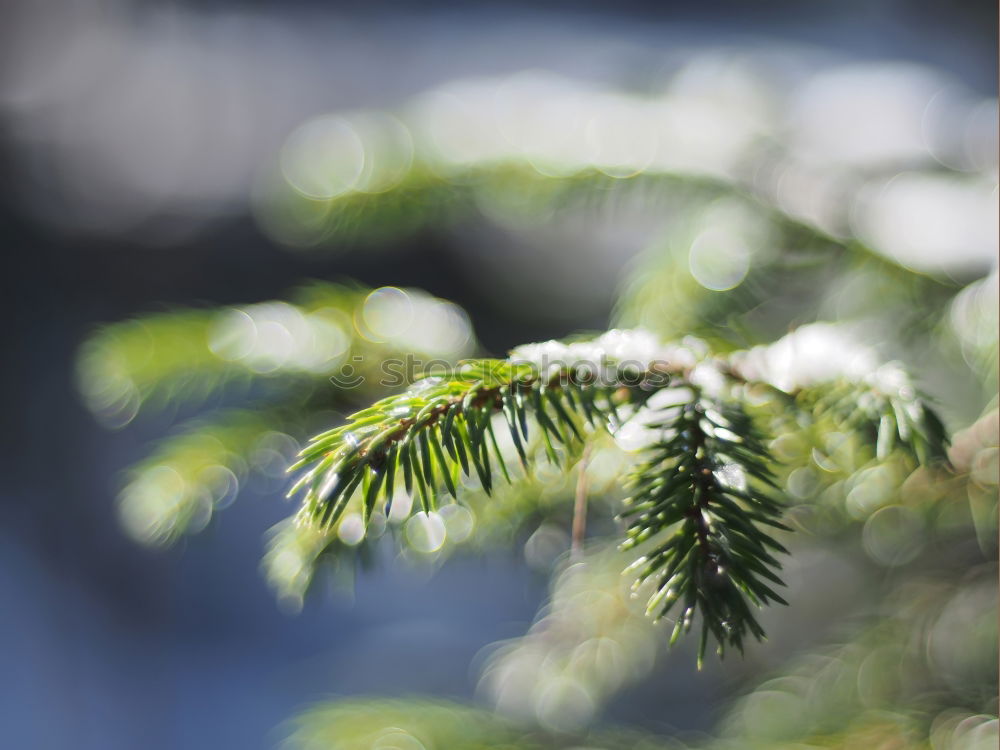 Similar – Foto Bild Türme Umwelt Natur Pflanze