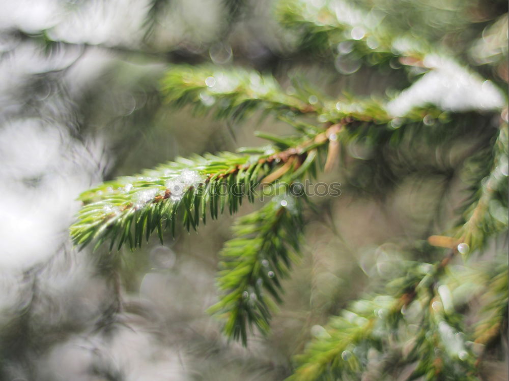 Similar – Fir branches in golden light