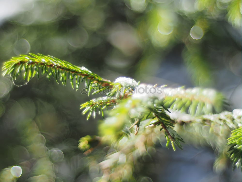 Similar – Fir branches in beautiful November light