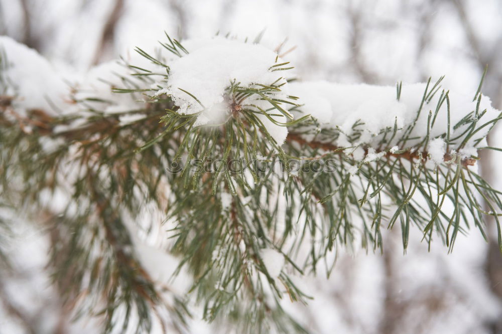 Similar – Stachel Umwelt Natur