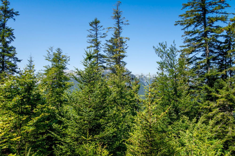 Similar – Carpathian Mountains Landscape In Romania