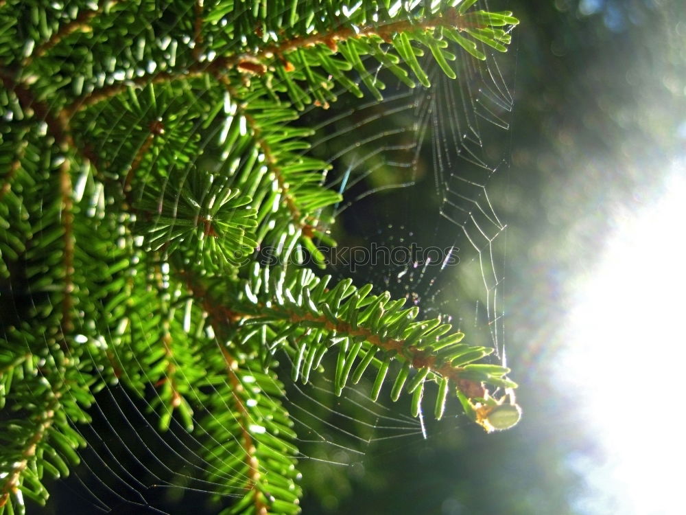 Similar – Foto Bild trauerweide Trauerweide